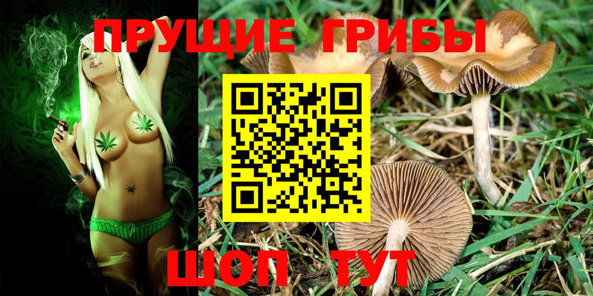 Кизляр  Псилоцибиновые грибы мицелий  Вход с VPN 